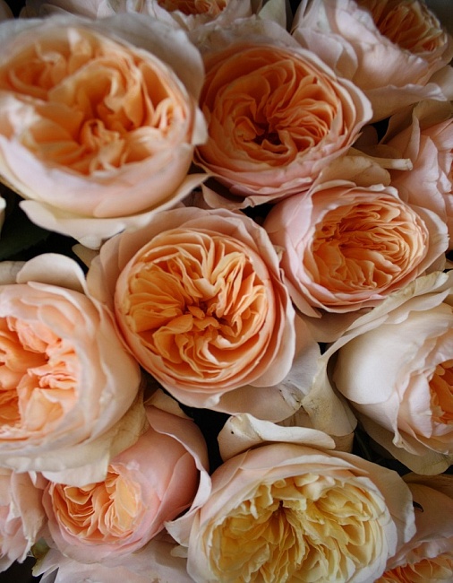 Роза спрей Джульетта